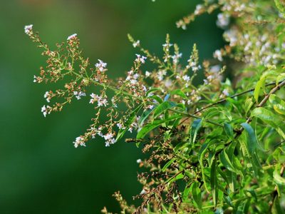 La planta con exquisito aroma cítrico dulce que crece rapidísimo y es un verdadero tesoro para tu salud
