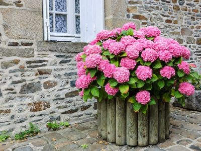 El secreto para que tus Hortensias florezcan dos veces al año: es fácil y totalmente gratis
