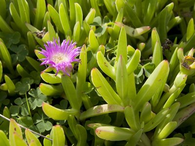 La suculenta que crece de forma salvaje y que da bellas flores y frutos comestibles