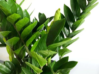 Ideal para la oficina: la planta que soporta el paso del tiempo, el descuido, y que luce siempre rozagante y hermosa