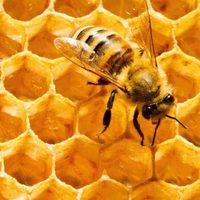 Cursos virtuales sobre la miel y la tarea sustentable de las abejas