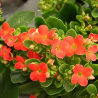 La planta que podés tener en tu jardín o balcón todo el año: es pequeña y no necesita muchos cuidados