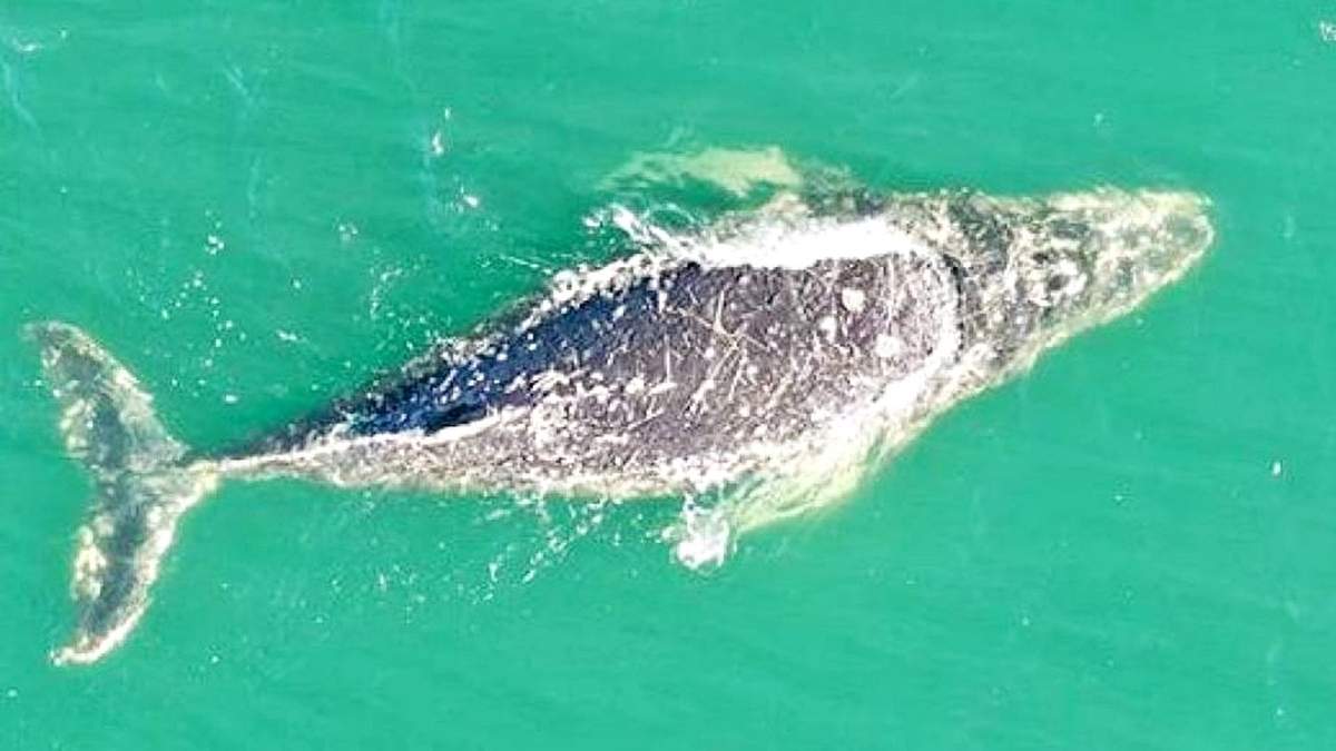 Ballena jorobada en Las Grutas. Fuente: (Instagram)