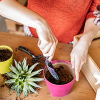 Si tus suculentas se deforman o estiran, descubrí cómo hacen los expertos para arreglarlo y obtener nuevas plantas