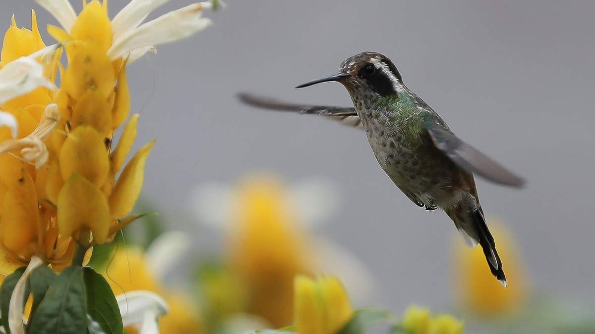 Colibrí. Fuente: (Instagram)