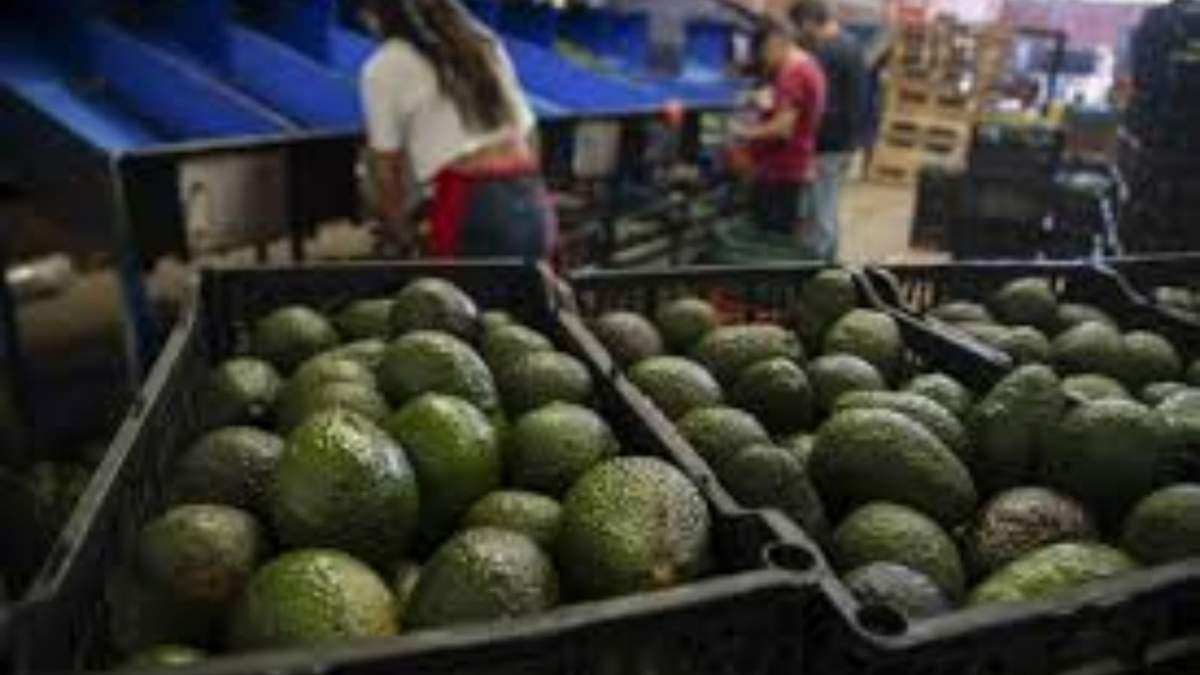 Aguacates en una planta de empaque, el 9 de febrero de 2024, en Uruapan, en Michoacán