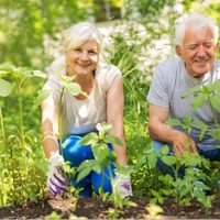 La planta que con solo olerla potencia la memoria y ayudar a prevenir el deterioro cognitivo