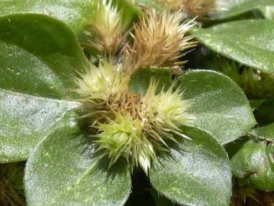 Vale una fortuna y crece en tu jardín como maleza: la planta que es un 10 para tu salud