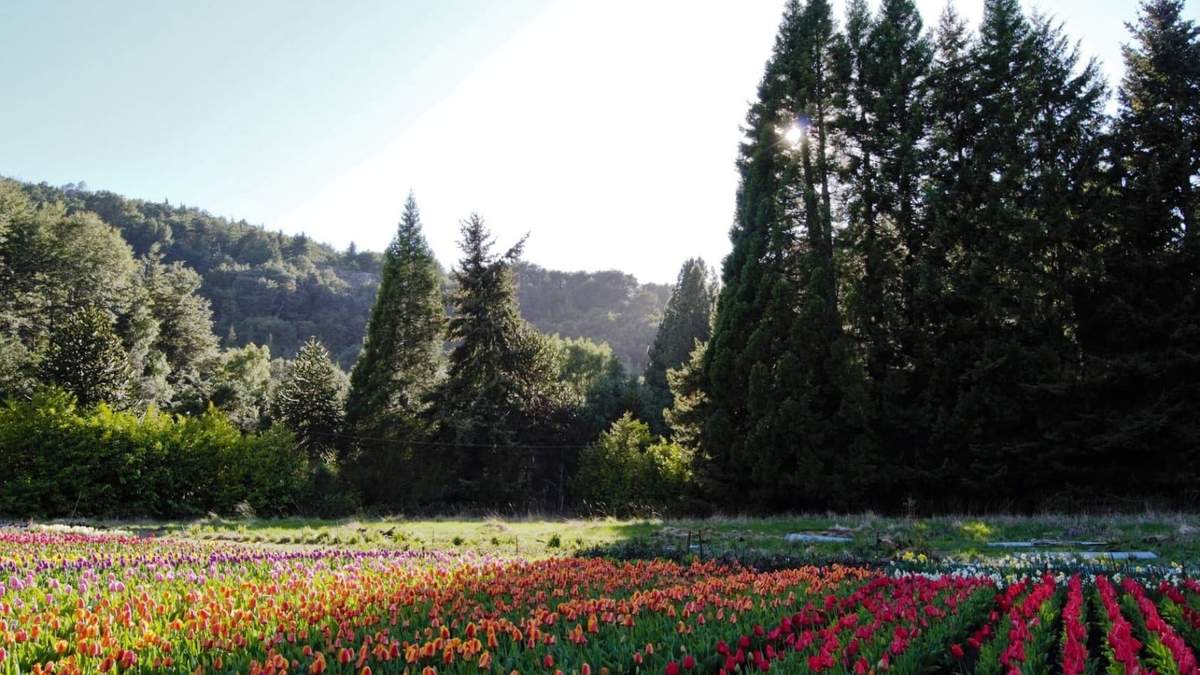 Campo de tulipanes en Bariloche. Fuente: (Facebook)