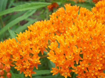 La planta que embellece tu jardín con pocos cuidados y aleja las plagas de forma natural