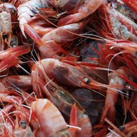 El coronavirus pone en jaque a la pesca de langostino