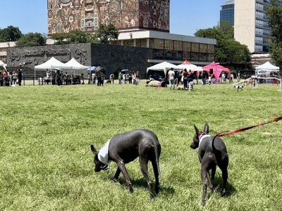Vacunación, desparasitación y más servicios gratuitos para las mascotas en Ciudad Universitaria