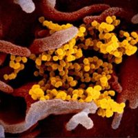 Variante británica del coronavirus “va a barrer el mundo, con toda probabilidad”: Genomics UK