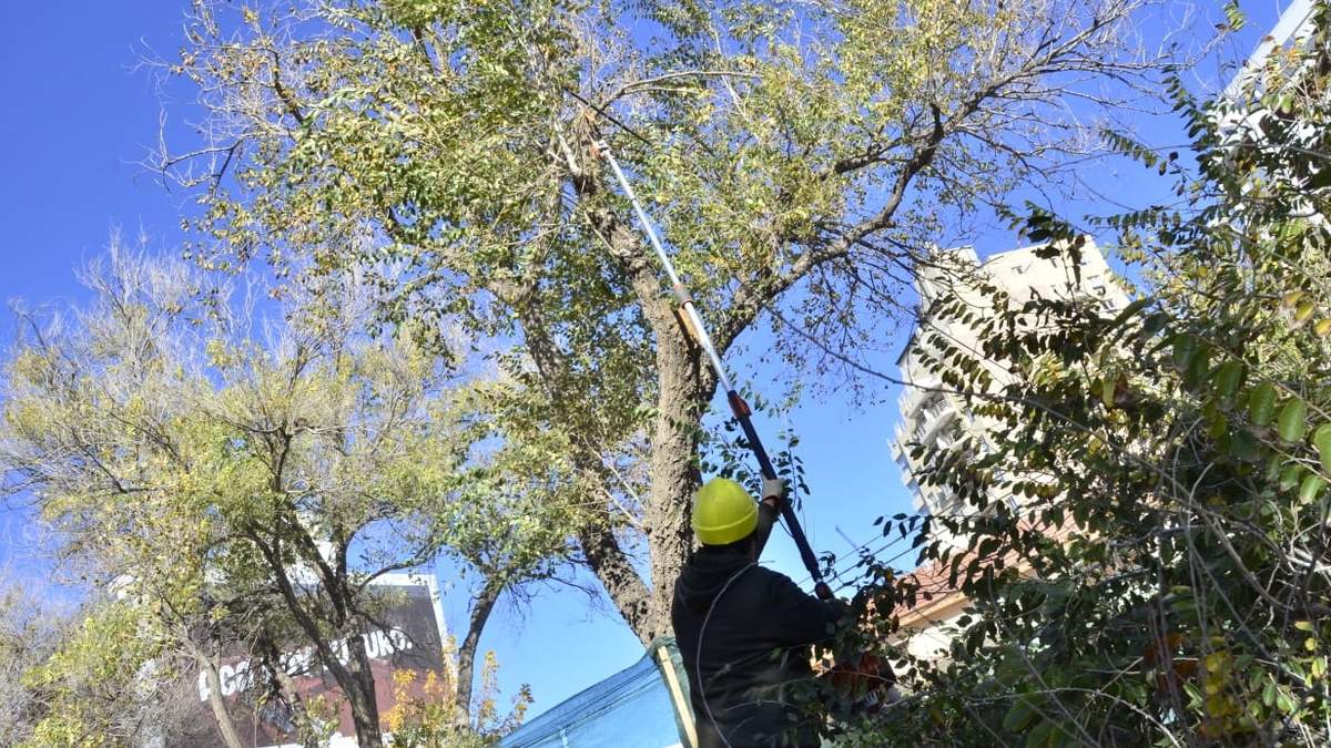 La plaga que acecha en Neuquén. Fuente: (Twitter)