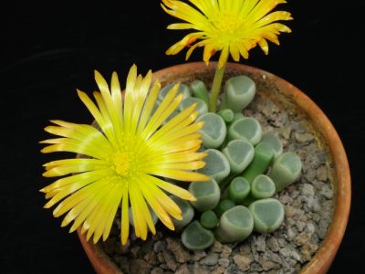 Plantas: conocé las 5 suculentas más raras y exóticas
