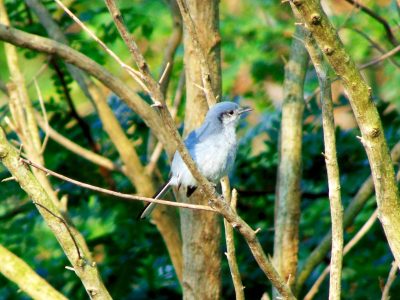 Curiosidades de la Tacuarita Azul: el ave saltarina que limpia el jardín de insectos
