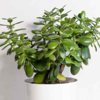 Conocé la hermosa planta colgante que resiste al Invierno y puede crecer hasta 30 centímetros