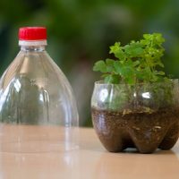 Con solo 1 botella plástica: el trucazo para mantener hidratadas tus plantas si te vas de vacaciones de verano