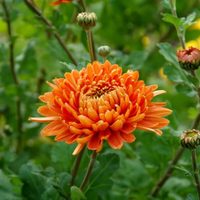 La planta que se llena de hermosas flores en otoño e invierno: mirá cuáles son sus cuidados