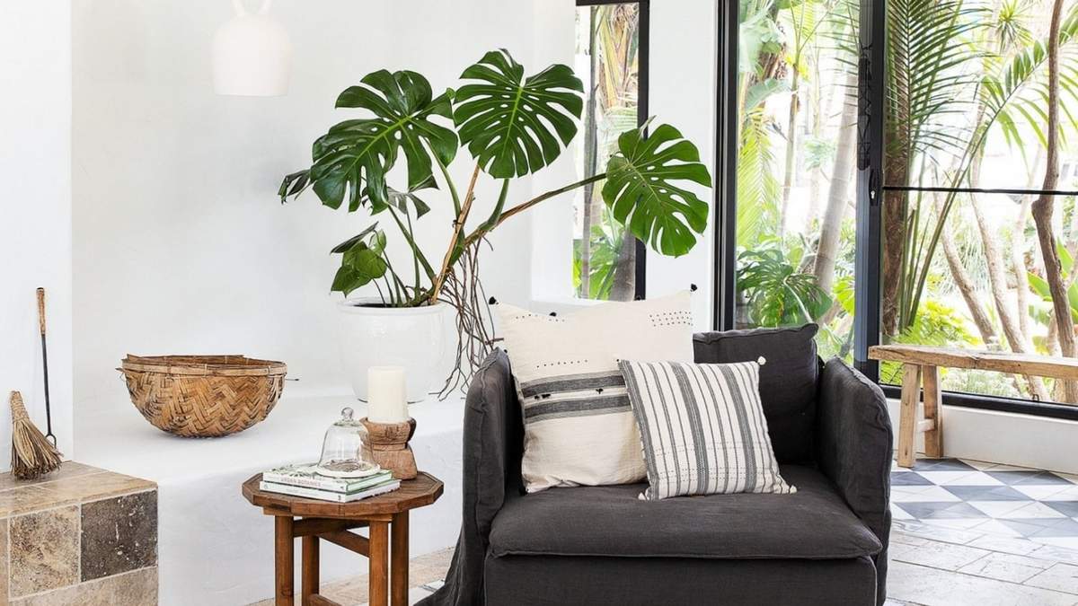 Monstera deliciosa. Fuente: (Instagram)