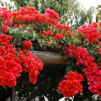 El truco de los viveros para que la Santa Rita explote de flores y color en primavera y verano