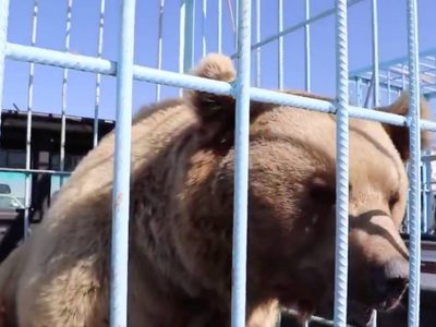 Osos pardos se lanzan contra personas que atestiguaban su liberación (Video)