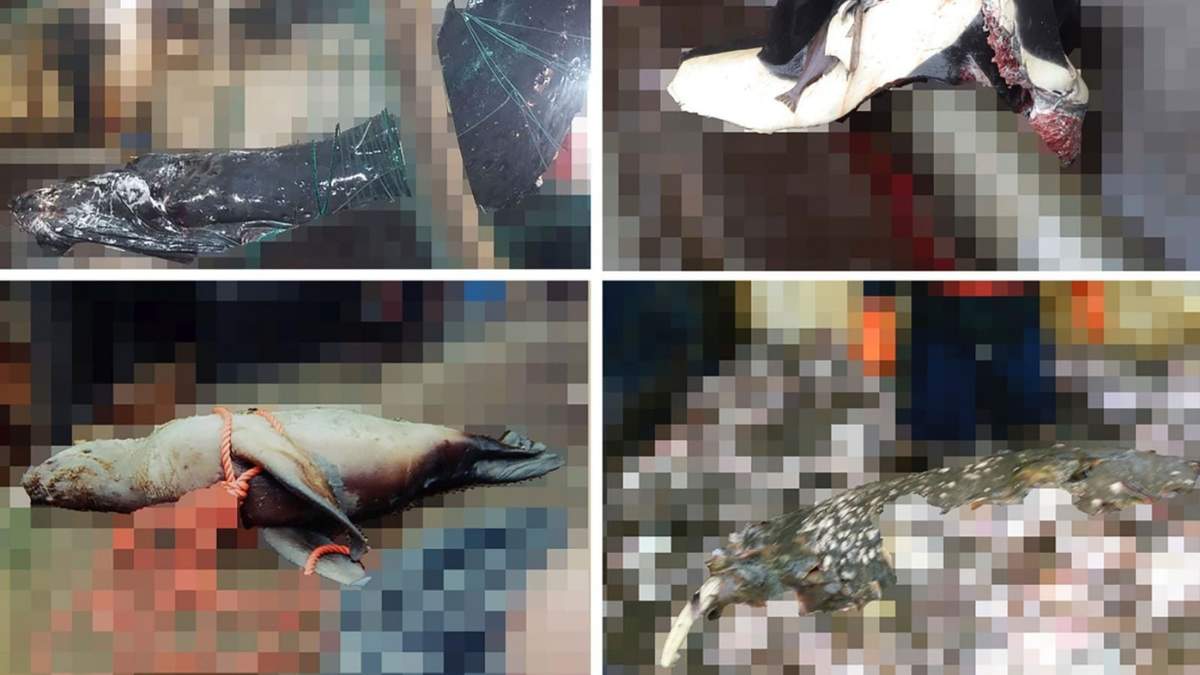Animales marinos, desde la esquina izquierda, una ballena jorobada, una orca, una morsa y un león marino Stellar, mueren a causa de la pesca de arrastre en EU