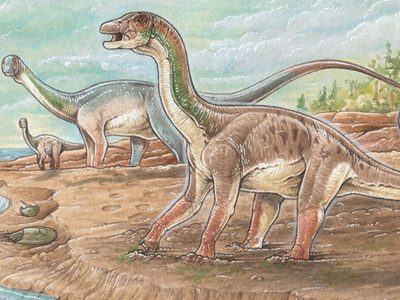 Descubren en Neuquén inusuales “patinadas” de dinosaurio de hace 130 millones de años
