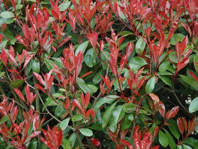 El arbusto perenne que tolera las heladas y, en primavera, sus hojas se ponen rojas
