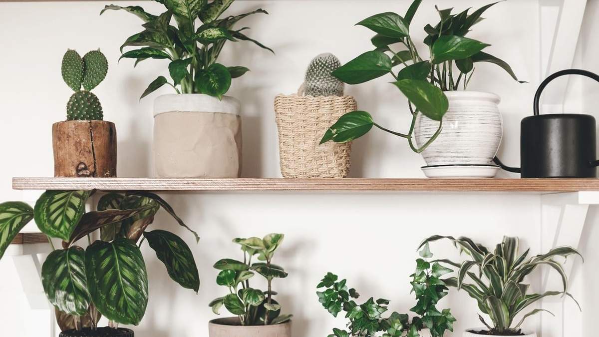 Plantas. Fuente: (Ecología Verde)