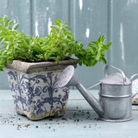 La planta famosa en la cocina, de bajo mantenimiento, que esconde poderosos beneficios para tu salud y el hogar