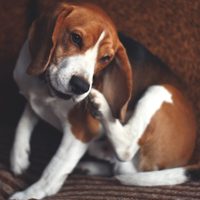Con 3 ingredientes y muy fácil: terminá para siempre con las pulgas y garrapatas de tus mascotas