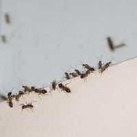 Sin químicos y sin gastar todo tu sueldo: así vas a eliminar los insectos que invaden tu casa en verano e invierno