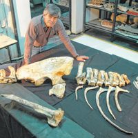 Se inauguró un laboratorio arqueológico y paleontológico en la ciudad de Neuquén