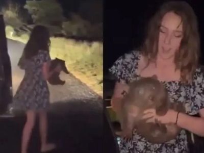 Influencer estadunidense que arrebató una cría de wombat a su madre en Australia se disculpa (Video)