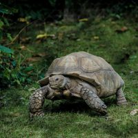 Una tortuga recorre 1.500 km y vuelve al patio de su infancia