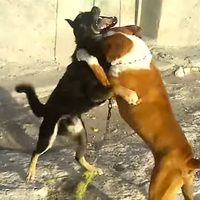 Prohíbe el Senado peleas de perros