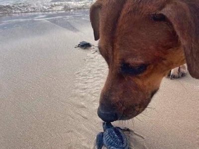 “Solovino”, el perro que protege a las tortugas para que lleguen al mar
