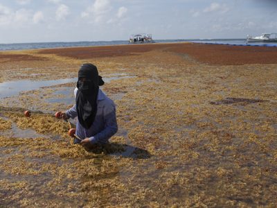Lanzan grito de auxilio por la invasión de toneladas de sargazo en las playas de Q. Roo