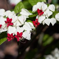 La planta difícil de conseguir, pero muy fácil de propagar y que da unas exóticas flores que engalanan cualquier jardín