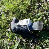 Paloma mensajera es baleada cuando llevaba drogas a una prisión argentina