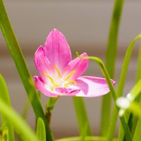 La planta perfecta para el verano que te enamorará con estas flores tan exóticas