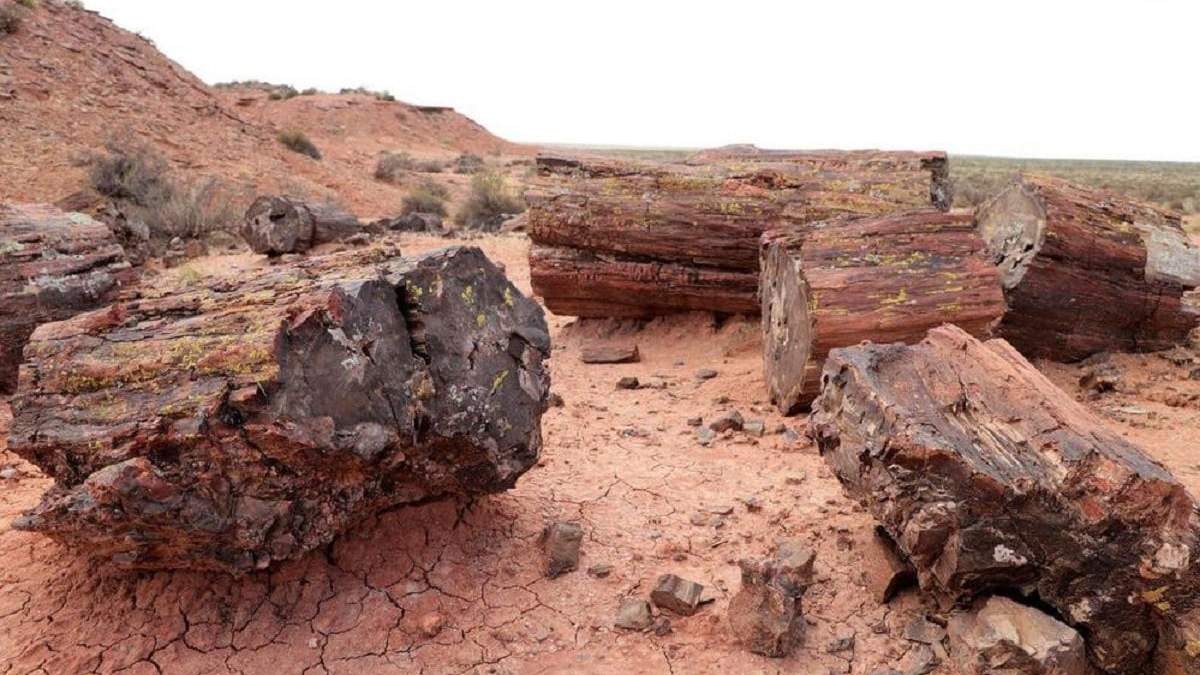 Bosque petrificado de El Sauce. Fuente: (Facebook)