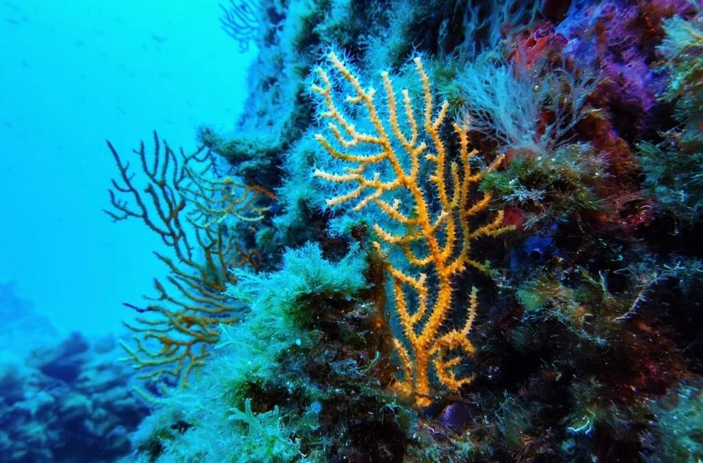 ARCHIVO - Coral, en la zona protegida del Parque Nacional de Porquerolles de Francia, en vísperas de la Conferencia de los Océanos de Naciones Unidas, el 6 de enero de 2025
