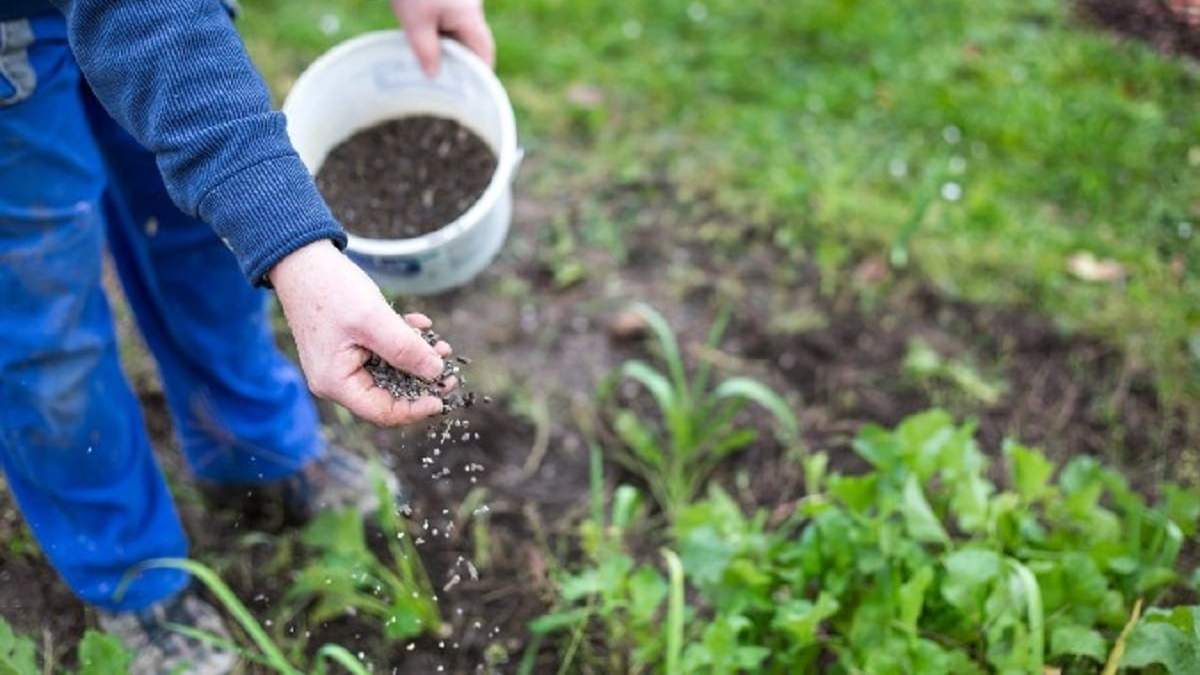 Cómo usar correctamente los abonos caseros para no dañar a tus plantas. Fuente: (X)