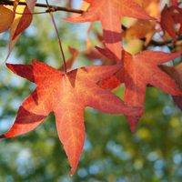 El árbol más hermoso que cambia de color sus hojas y llena de color tu jardín y las calles
