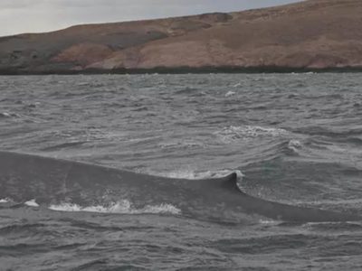 Histórico: por primera vez avistan una ballena azul en Chubut