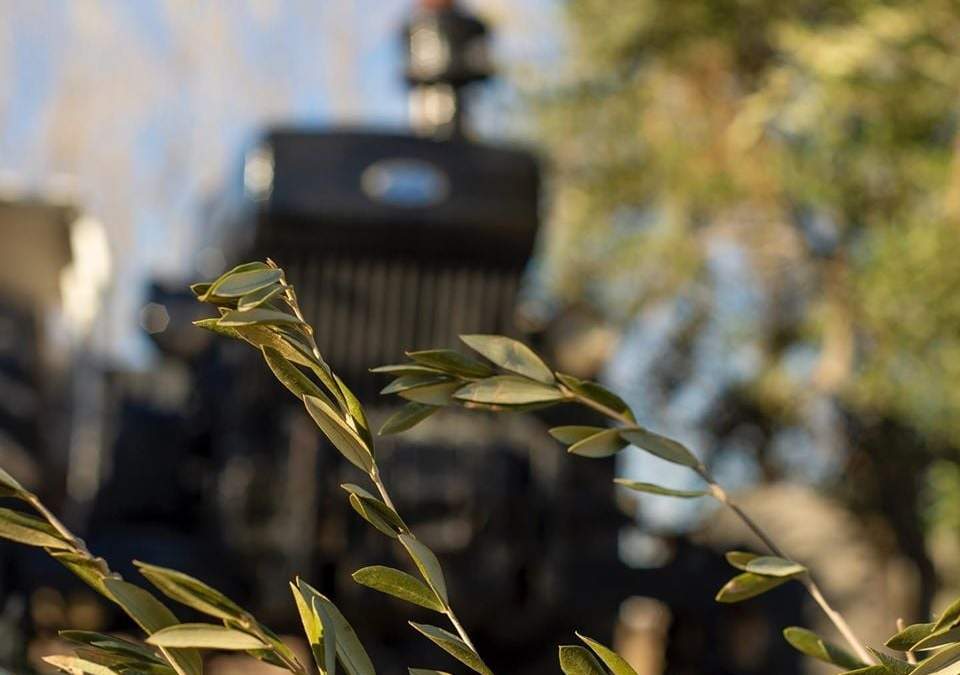 Generan sustrato con poda de olivos. Fuente: (Twitter)