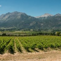 Este fin de semana inicia la Semana del Vino en San Patricio del Chañar