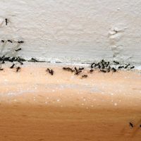 El repelente que recomienda la abuela para acabar de una vez por todas con las hormigas en tu casa